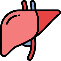 Illustration of the liver with visible blood vessels