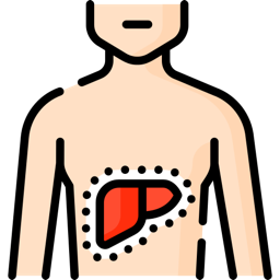 Torso outline with the liver highlighted in a dotted selection area