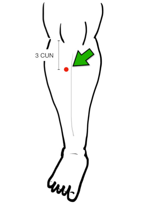 Stomach Channel | TCMStudy.net